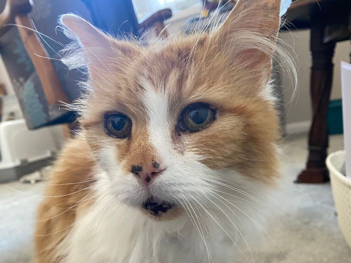Estimated as at least 10-12yrs old, this lovely gentleman still has plenty of purrs left in the tank.

A lovely natured character cat who loves company and fuss. He was being fed by an older lady until she went in a home. Now he finds himself in care looking for a retirement home of his own.

Has started vaccinations, passed a wellness check with flying colours.
Bill can be picked up, he charms everyone he meets. Very relaxed in his foster home and greets visitors with excitable dribbles and loud purrs. Enjoys a gentle brush, chin rubs and head scratches.

Bill probably would prefer to be centre of attention as the only pet.
Do you have an empty lap this beautiful boy could fill? 