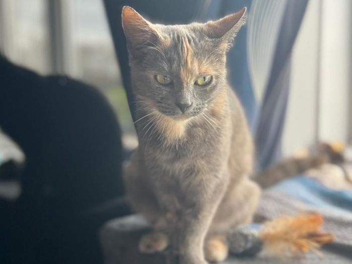 Hi, I’m Cleo 
I am 12 months old. I recently came into the care of the RSPCA due to a change in circumstances, and at first I was a very shy and timid girl—the big wide world felt a little overwhelming. But with time, patience, and care, I’ve been growing braver every day and starting to show my true, sweet personality.

Now, six weeks later, I’ve settled in nicely and I’m ready to find my forever home. I love following my foster carer around like a little shadow, I come when I’m called, and I absolutely adore lap cuddles. When I’m happy, I purr loudly to let you know just how content I am. I enjoy playing too—I’m still building my confidence and discovering how fun life can be. Before bedtime, I often have a little burst of energy and zoom around for a few minutes!
I can still be a bit sensitive—loud noises can startle me, and I may hide when meeting new people. I’m also not too keen on other cats at the moment, so I’d really love a calm, quiet home where I can continue to blossom at my own pace.
I am a house cat and have not ventured outside.
I may still be finding my feet, but with love, patience, and gentle encouragement, I’ll grow into a wonderfully affectionate and loyal companion.
I’ve been spayed, vaccinated, flea treated, and I’ll come with a full health check—completely ready to begin my new life with you.
Could I be your special girl?  