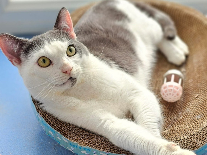 Meet Dustin with the big, beautiful eyes.
A handsome 2 year old boy who has made incredible progress since arriving in our care. Initially very shut down and nervous, he’s slowly begun to show his sweet personality and is learning to trust again.
He was found in a state, injured and had to be removed from inside a car engine.
He isn’t a lap cat yet, but with time and the right person, he may choose snuggles after a while. He does swipe and bite and gets overstimulated easily, so it’s important to respect his boundaries and allow trust to be built at his own pace.
This handsome boy pushes his nose right into your clothes and skin and likes to sniff everything and now actively comes out for hand fed treats, especially if there’s chicken involved! 
Dustin is looking for a quiet, calm, adult only home without children or other pets or too much noise or activity with a patient, understanding adopter willing to give him the time and space he needs to settle and build trust.
Obviously, he has no road sense, as he ended up in a car engine on the road, so must be rehomed away from any roads.
He would love a safe, secure garden of his own and someone who understands he’s still a work in progress.