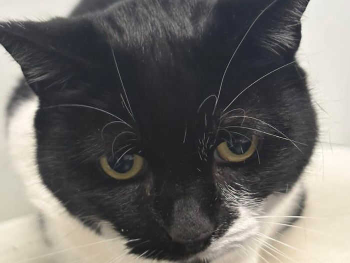 This beautiful 10 year old has returned to RSPCA care through no fault of her own, due to a change in her owner's circumstances. She is understandably very shy and quiet after such upheaval. She talks to you and does come for fuss, a gentle little cat. She would prefer a home with no children due to her shy nature. Florence can fit into anyone's routine however as she is happy to just potter around her fosterer's home while they are out and is becoming more responsive every day. When Florence gets to know you, she comes and enjoys fuss and will sit on your knee. Florence will get all comfy, purring and sleeping on or near you when you give her fuss.
Florence would appreciate a secure garden for her to explore in once settled. Could you provide the loving, understanding retirement home this gentle girl deserves?