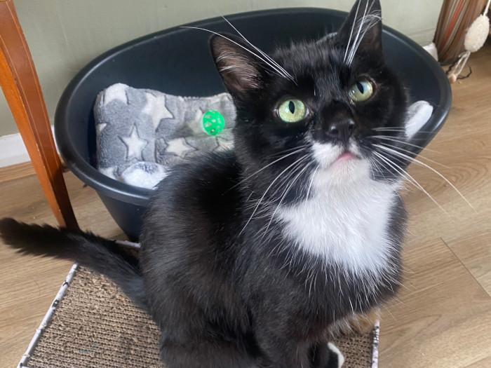 Freddie is estimated at 3-4yrs old. Sweet and gentle, he loves to be petted . He can be wary of people making sudden movements as he has been living out for sometime going to houses for food. Now he is neutered and chipped and looking for a home of his own. Freddie would be best as the only pet in the household. He must have a had a home in his early life as hoovers and household noises don’t frighten him. He can be picked up and be brushed and plays with toys. Freddie loves his fosterer, he is such a loving, sensitive little soul, almost a lapcat. He sleeps on the end of your bed and seeks you out for sofa surfing, fuss and company. Could you give this delightful boy the reassurance he needs?