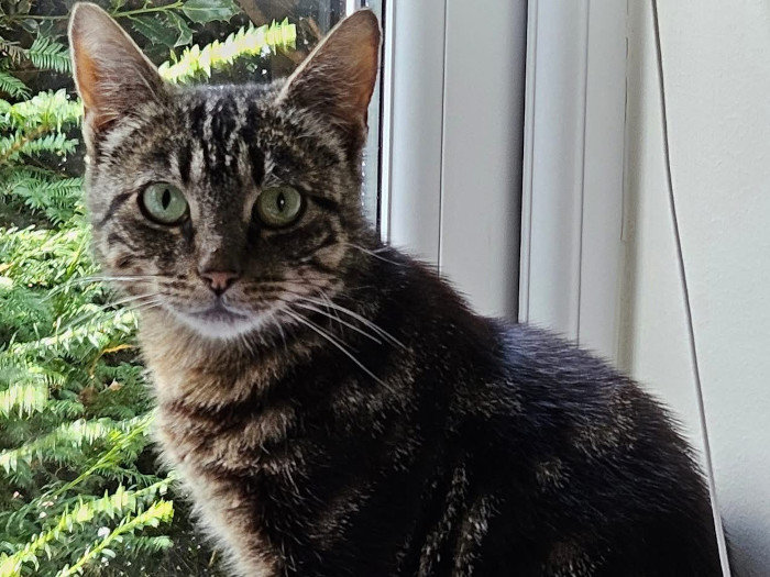 If you would like to make a massive difference to a little cat’s life, then please consider adoptingbeautiful, petite Hazel. At approximately 1 – 2 years old she was found trying to survive in themiddle of nowhere, doing her utmost to find food and also keep her kitten alive. Hazel haspreviously known a home and love; but has also experienced humans who have not been friendly towards her too. Since in foster care she has done extremely well, with her trust andconfidence improving on a daily basis. She now runs to greet her fosterer, meows for fuss enjoysstrokes from the top of her head to the tip of her tail and having her striking, tabby coat brushed.At mealtimes, she’ll follow her fosterer and sit to wait for her food whilst watching intently. She has experienced hunger, so understandably, food is a very important part of her day and she definitely isn’t a fussy eater. She uses her litter tray and is a very clean. She is a quiet, serene soul, but is still nervous with quick movements or loud noise and when taken unaware she will occasionally give a little hiss but never follows through with any aggression what-so-ever. She is neutered, treated for fleas/worms and vaccinated. A quiet, adult only home would be best suited for her with an owner/s who are willing to give her the love, time and patience she so deserves to consolidate her trust and faith in humans again.