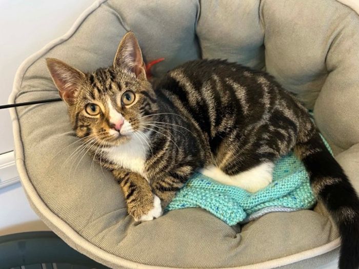 This handsome young boy is approximately 5months old and is very affectionate, he will roll over for you and let you stroke his tummy.
As soon as you give him attention he produces his loud purr. We’ve called him Mr Jenkins, he isn’t used to the name so a new one could be chosen. He can be picked up for cuddles and loves to play with you, enjoys pawball and chasing teasers.
This little fellow likes other cats and we believe he would be good with children. He really is 'purrfect'