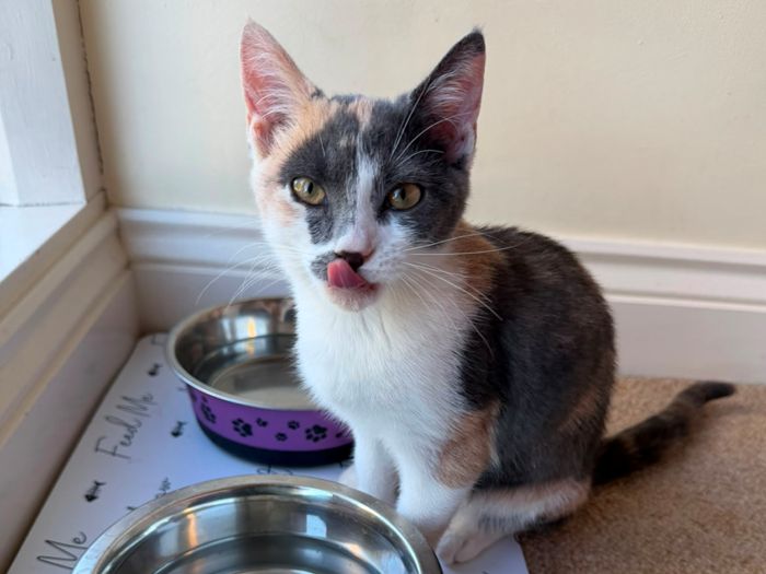 I am Misty – My story began when I was dumped in a box with my brothers and sister near a busy main road. I was brought to my foster home along with my siblings where I was given a chance to be a kitten and heal from my traumatic experience. I am approximately 5-6 months old and have been fully wormed, fleaed, neutered and chipped.
I am fully litter trained and eat both wet and dry food. I am a confident, sweet girl who loves sitting on my fosterers lap and enjoys tickles and strokes. I don’t particularly like being picked up – but show my affection through my strong purr and my need for human touch and fuss. I have a lot of good times play fighting with my siblings and playing with springs, balls and feathers. Since I have spent a lot of time with my siblings my fosterer thinks I should get along with another young cat. I haven’t had any dealings with little humans so I don’t know how I would react.
As my personality is quite calm, I may be ok with children who are gentle with me. I show independence and confidence within my sibling family, however this may be different once I’m split up from my siblings and need to adjust to a new environment.
I’m now looking for my forever home where I can have a family who will love me so I can then show my sweet personality.
Fancy giving me a home so I can put my traumatic past behind me?
