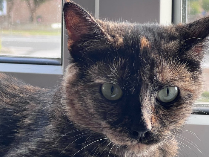 Meet Shelly.  This beautiful tortoiseshell little girl is approximately 12 months old. 
Found abandoned in a lorry park and trying to feed herself and a kitten. Shelly was painfully thin, timid and defensive on arrival. With time and patience Shelly has become a confident, playful cat.  Playing chase with the toys but will also chill out in the window or on a cat tree. She enjoys company and greets you with loud purrs. Shelly doesn’t hide when meeting new people but hasn’t been in the presence of children, therefore would recommend an adult household. She also hasn’t been in a household with dogs. There has been a resident cat in the foster home where progress has been made in socialising them, although this, as expected, will be a slow process. Fully housetrained, spayed and due to be vaccinated. Could you give this character a loving forever home? Reserve her now.