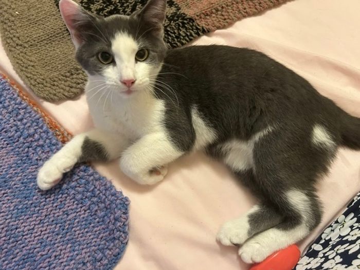 Hi my name is Smokey and I am a sweet gentleman. I have come to be fostered with my siblings after being left by the side of a busy main road in a cardboard box. I managed to escape quickly as I was scared and didn’t find safety until 3 days after my siblings had been taken into care. Thankfully my fosterer let me join my other siblings where I could settle and get over my traumatic experience.
I have been wormed, fleed, neutered and chipped and know how to use my litter tray. The vets reckon I’m about 5-6 months old, despite looking a little bigger than my sisters. I love being with my fosterer and being hugged, stroked and tickled. I love to sit back and watch my other brother and sisters play around while I relax and observe it all. I love to watch out the window and watch the day go by, or sometimes groom my siblings when they decide to collapse around me.
I do have my moments where I jump and run around and play with balls, mice, springs and I love a laser. My fosterer has now got me a big scratching post which I love to use and have a good stretch. I am very calm in nature, and my fosterer says I am a little gentleman. 