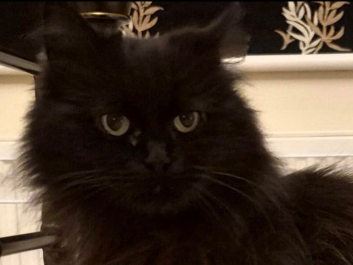 Hi there! My name is Taya and my foster mum says I have lovely  long-hair and that I’m a gentle, quiet, laid-back sort of girl; very loving and ‘no trouble at all’ and so affectionate. I sit on my chair or my foster mums lap and whilst there, I love to ‘kiss’ her on her chin with my nose and give her head bumps too. I enjoy having a little play with my toys on my own but especially enjoy playing with her as she throws toys into my tunnel! I’m always being told I’m a very young nine-year-old and that I’m a clean girl, always using my litter tray properly.

I was found in a dreadful state suffering from a flea allergy and had bald patches and sore wounds due to the irritation the fleas were causing and I just couldn’t stop scratching. My fur is returning and I love that my hoomans brush me every day. They also tell me that I hold my head up very nicely so they can brush under my chin too. The nice vet I saw  told me I was underweight, but as I love my food, that’s not the case anymore. I’m not a fussy eater either, I suppose that’s because I’m just so grateful for the regular meals I get now. I know my foster  humans love me as they tell me that so many times a day! However, I’ve recently been told that I’ve done so very well that I’m now ready for my forever home. I’ve recently been to the nice vet again, where I had my first vaccination, so my forever home would need to take me back to End Cottage for my second vaccination when due. I like my humans to be all mine, so a home where I’m the only cat would be best for me.

Could you be the person to give me my forever home? I’d repay you with lots of love and loads of companionship in exchange for a lovely, caring home.