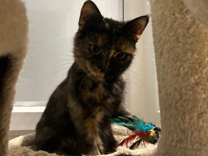 18mnths to 2yrs old Willow is a sweet natured little cat. We believe she would probably live with another cat. She is very playful, loves all sorts of cat toys and so affectionate. This adorable little cat wants to be stroked and seeks her fosterer out for love and attention.
Willow has had two litters of kittens but she's now neutered, chipped and vaccinated and ready for her life to begin. As Willow was quite shy to start with, she would probably suit a home where the children are experienced with cats. 