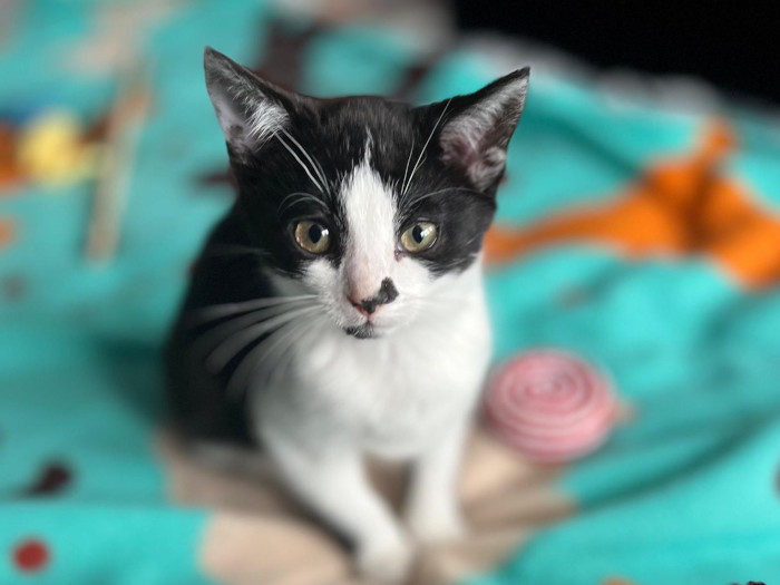 Meet Frank – a little survivor with a big heart 
Frank’s story began in hardship, born under a shed where his mum did everything she could to protect her babies. Thanks to a caring family, Frank has grown into a healthy, happy kitten — playful, confident, and ready for a fresh start with someone who’ll love him forever.
At around 11 weeks old, Frank is full of energy and personality. He loves chasing toys (and his brother!) around the room, climbing his cat tree, and watching the world go by from the window. Fearless and curious, he’s always the first to explore something new and never hides when meeting new people.
Frank hasn’t been around young children or dogs yet, so he’d suit an adult home or one with older, respectful children. He’s currently learning to socialise with another cat in his foster home and making great progress.
Frank is litter trained, microchipped, has had a full health check, and is up to date with flea and worm treatments. He’ll just need his second vaccination and neutering when the time comes.
After a tough start, Frank is ready for the comfort and love of a forever home. If you’re looking for a confident, affectionate companion who will fill your days with fun, cuddles, and purrs — Frank could be the one.
Available to reserve subject to at least a successful virtual home visit.