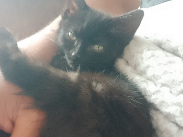 Approx 11wks old. She was abandoned outside a vets at 4-5 weeks old, Very playful and sociable, a purrfectly lovely little girl, she loves the fosterer's dog and other cats. Jackie is looking for a family who can give her all the attention and playtime she deserves. Could you give her the purrfect home? 